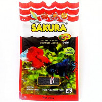 Sakura- Fighter Fish