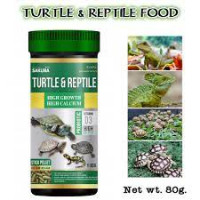Sakura- Turtle & Reptile (S)