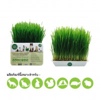 Organic Wheatgrass