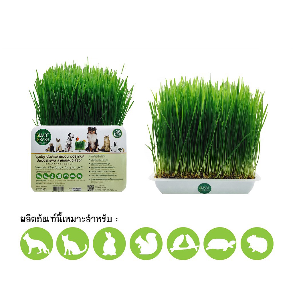 Organic Wheatgrass